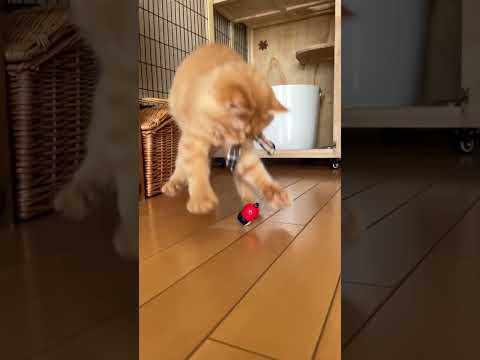 #shorts #ラガマフィン #猫 スーパージャンプ！