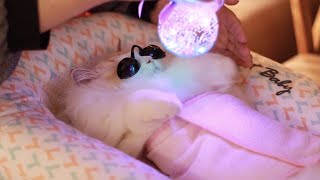 (Eng Sub) The Ultimate Laser Treatments! The Cat Spa ASMR Part. 4