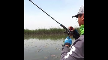 Cận cảnh câu lure cá lóc khủng với nhái hơi và cái kết có hậu | Video câu cá giải trí | Lure Fishing
