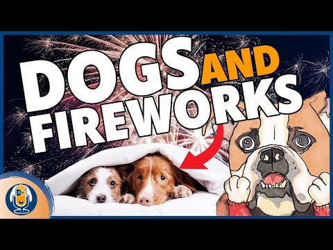 Video: Phobia Kebisingan: Kiat untuk Menghibur Anjing yang Takut Guntur, Kembang Api, dan Suara Lainnya