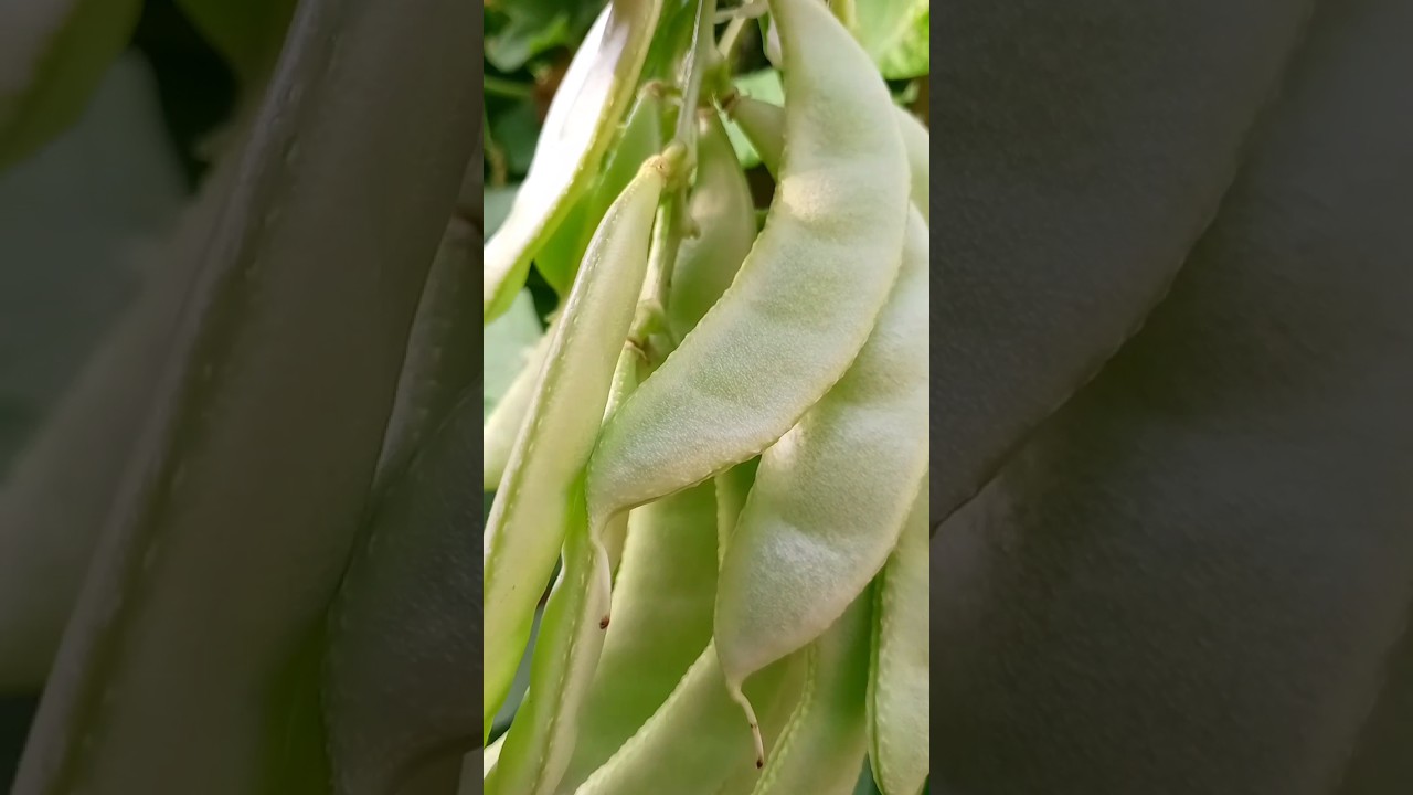 Lima bean 🫛🫛 taste vegetable 🥒