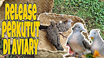 unboxing dan release rilis burung perkutut di Aviary