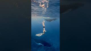 RARE SIGHTING OF HUMPBACK WHALES IN THE SHALLOWS 🐋🥹💫 #shorts #whale #whales #humpbackwhale