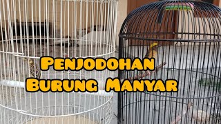 Proses Penjodohan Manyar Kepala Emas