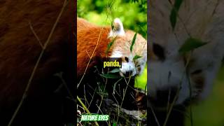 amazing facts about red panda? redpanda red panda amazingfacts