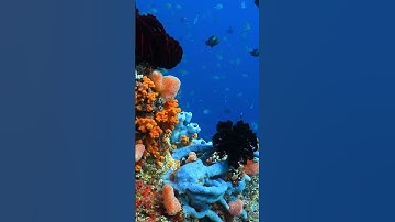 Colorful coral reef 🪸
