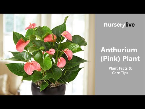 Video: Anthurium pink: beskrivelse, tegn, træk ved dyrkning