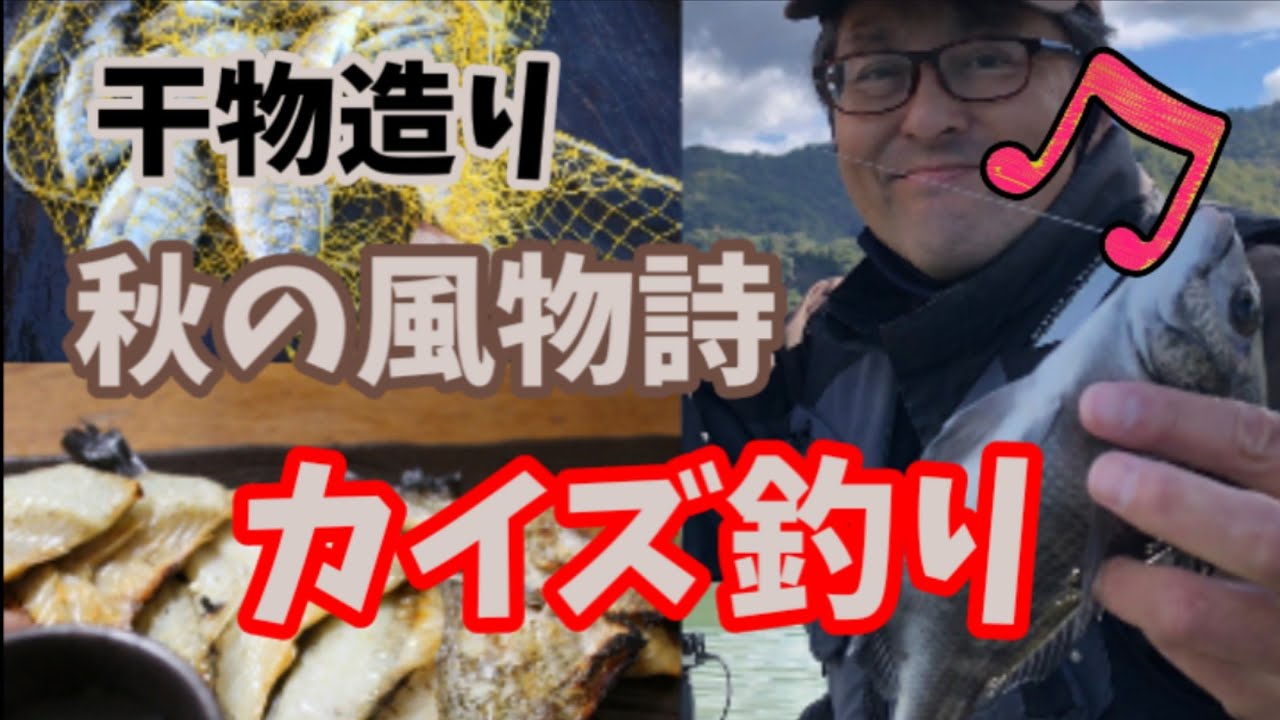 【チヌかかり釣り🎣】2023年10月22日 福井県小浜甲が崎の筏　秋の風物詩カイズの数釣りと旨い干物づくり💕