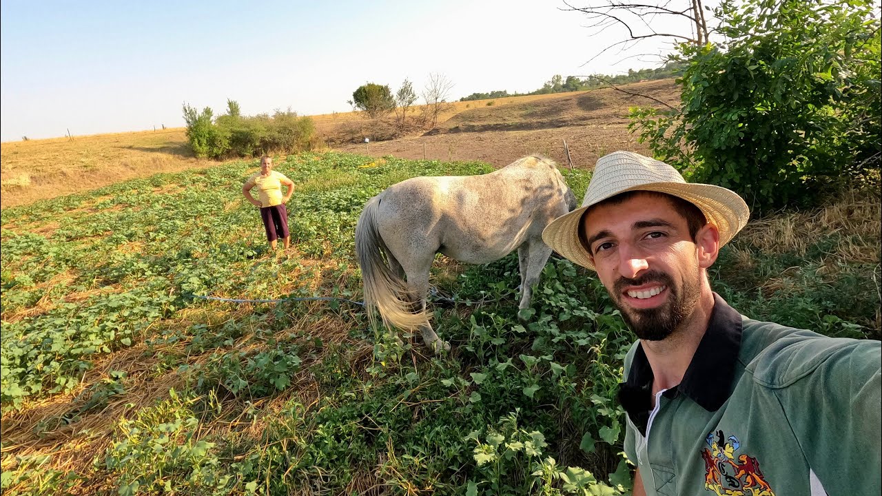 SEARA LA FERMĂ + CE ANIMĂLUȚE MAI AVEM