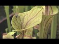 In the mind of plants bbc nature documentary