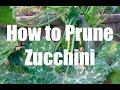 How To Prune a Zucchini Squash Plant