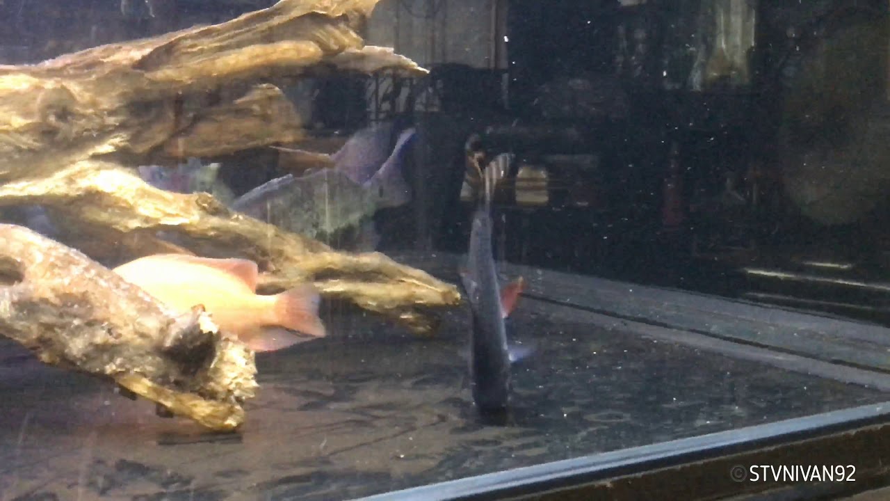 Aquarium Cleaning day  with Algae Eater, Red Flag Tail.