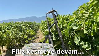 Arşi̇vi̇m - Bağlarda Filiz Kesme Uygulamasına Devam Edildi. (19 Temmuz 2022) Resimi