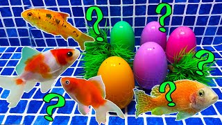 Surprise Eggs | Frog, Gourami, Neon Tetra fish, Goldfish, Pearl Surprise