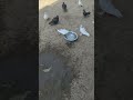 Best Pigeons Kabootar Status рџ Ґрџ ћрџЋ рџ 🥳🌠️🠥✨🎊🠌рџ Shorts Best Pigeons Kabootar Status рџ Ґрџ ћрџЋ рџ 🥳🌠️🠥✨🎊🠌рџ Shorts