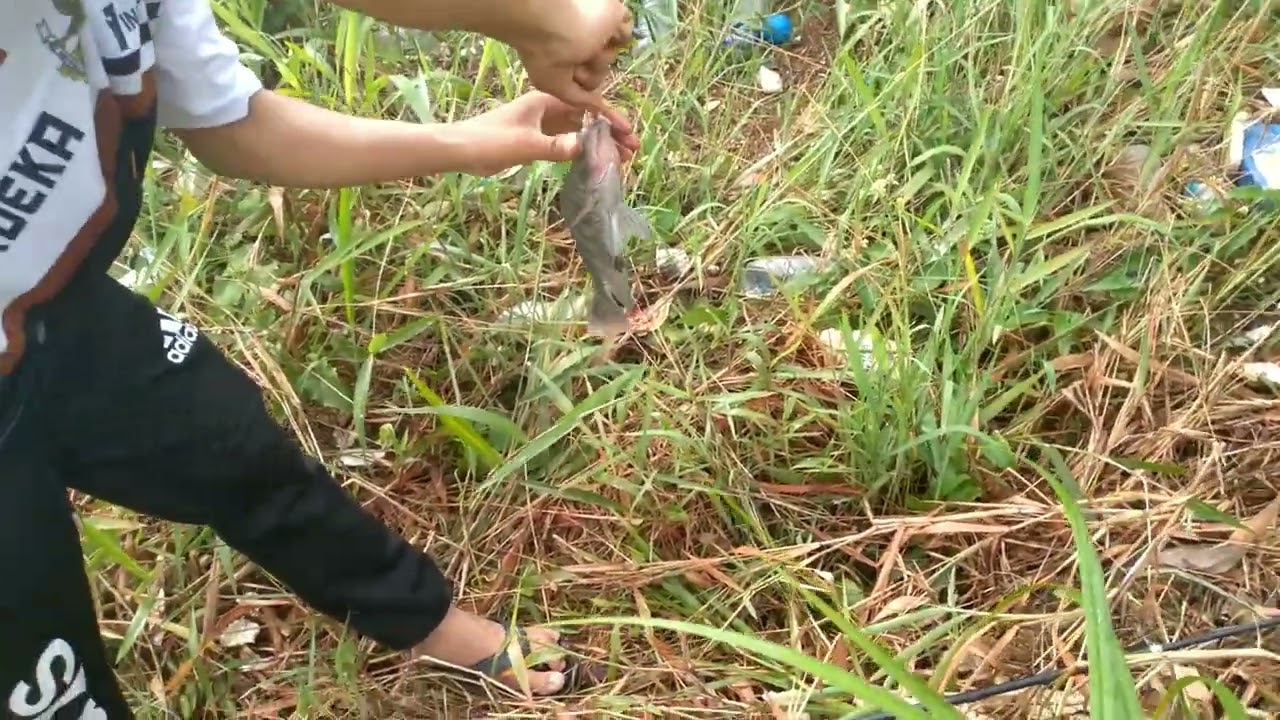 Ikan Nila Gabus Babon