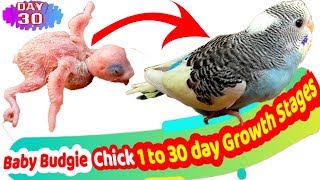 New born baby budgie chick 1 to 30 day growth stages (parakeets egg hatching)