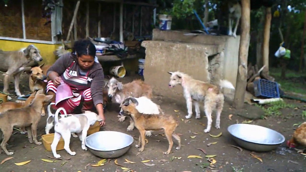 Dogs are part of the Philippine Culture. - YouTube
