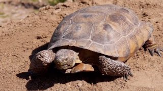 HOW TO BUILD A TORTOISE BUROW