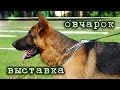 Выставка немецких овчарок - УФА 2011