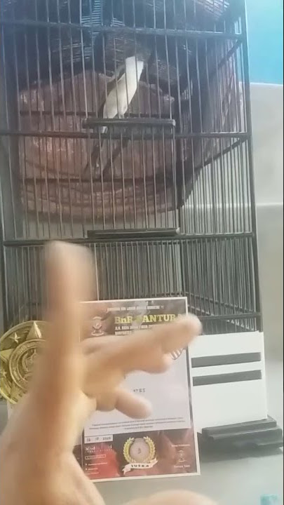 cendet isian sogon serrem