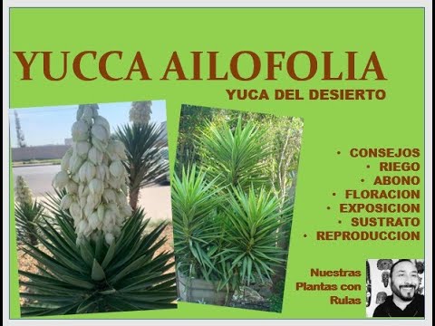 Video: Yuca Filamentosa (26 Fotos): Plantación Y Cuidado En Campo Abierto, Especialmente En El Hogar. ¿Cómo Se Siembra Con Semillas? ¿Y Si La Yuca No Florece?