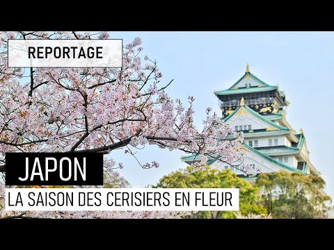 Vidéo: Quand Est La Saison Des Fleurs De Cerisier Au Japon