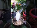 This Smoky Fish Will Make You Hungry#food #4k #asmr #cooking#outdoorcooking#fish#shorts #yt