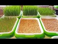 DIY  Chicken Fodder - Experiment with Wheat