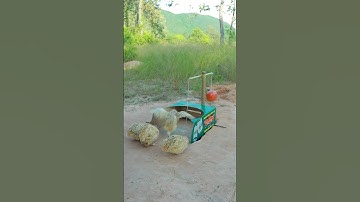 Quail trap easy using cardboard #shortvideo
