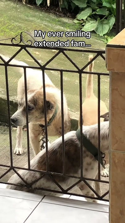 Best smiling award goes to? https://vt.tiktok.com/ZSBCt4J4S/  #dogs #shorts #smilingdog