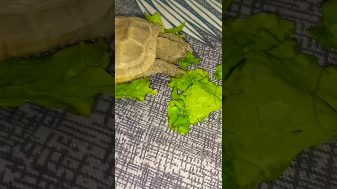 My tortoise eat leaf tortoise ne aj pata khaya tortoise trending 