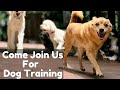 Come Join Us For Dog Training | Balanced Obedience Dog and Puppy training Center | Online & Oahu
