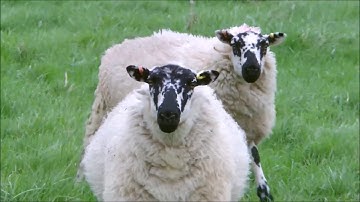 Conservation grazing at Chimney Meadows Nature Reserve