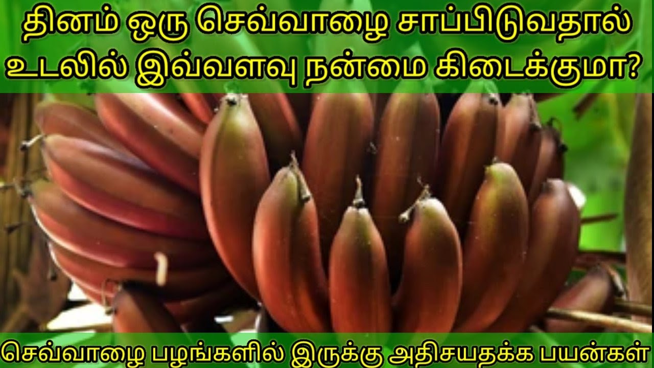 Sevazhai health benefits in tamil | Sevazhai banana benifits in tamil ...