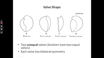 Introduction to Fossils Part 4: Brachiopoda
