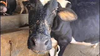 কম দামের ভালো গাভী বিক্রি হবে 01733688194