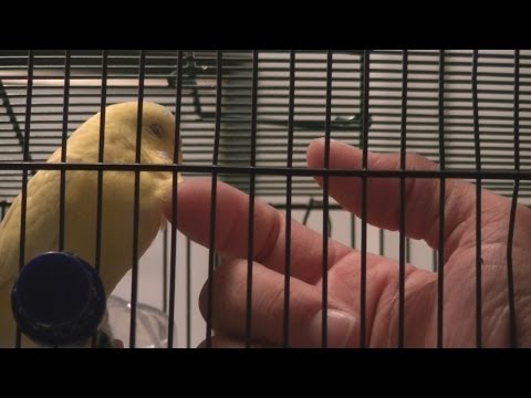 Tips on Petting Your Budgie