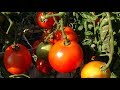 15 odmian pomidorw ktre polecam do uprawy amatorskiej