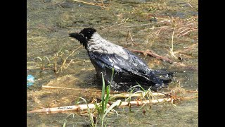 Crow Having A Bath By The Nile