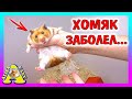 ХОМЯКУ Стрелке СНОВА ХУЖЕ  / Уборка в клетке Хомки ПЕПСИ / Alisa Easy Pets