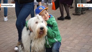 40 собак устроили шоу в Екатеринбурге у онкоцентра