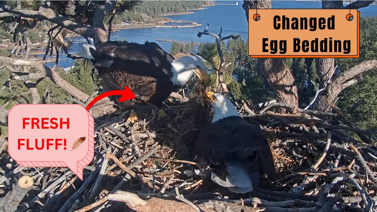 Jackie Improves Egg Bedding! 🪶 Fresh Fluff for Smooth Nest! | Big Bear Bald Eagles FOBBV