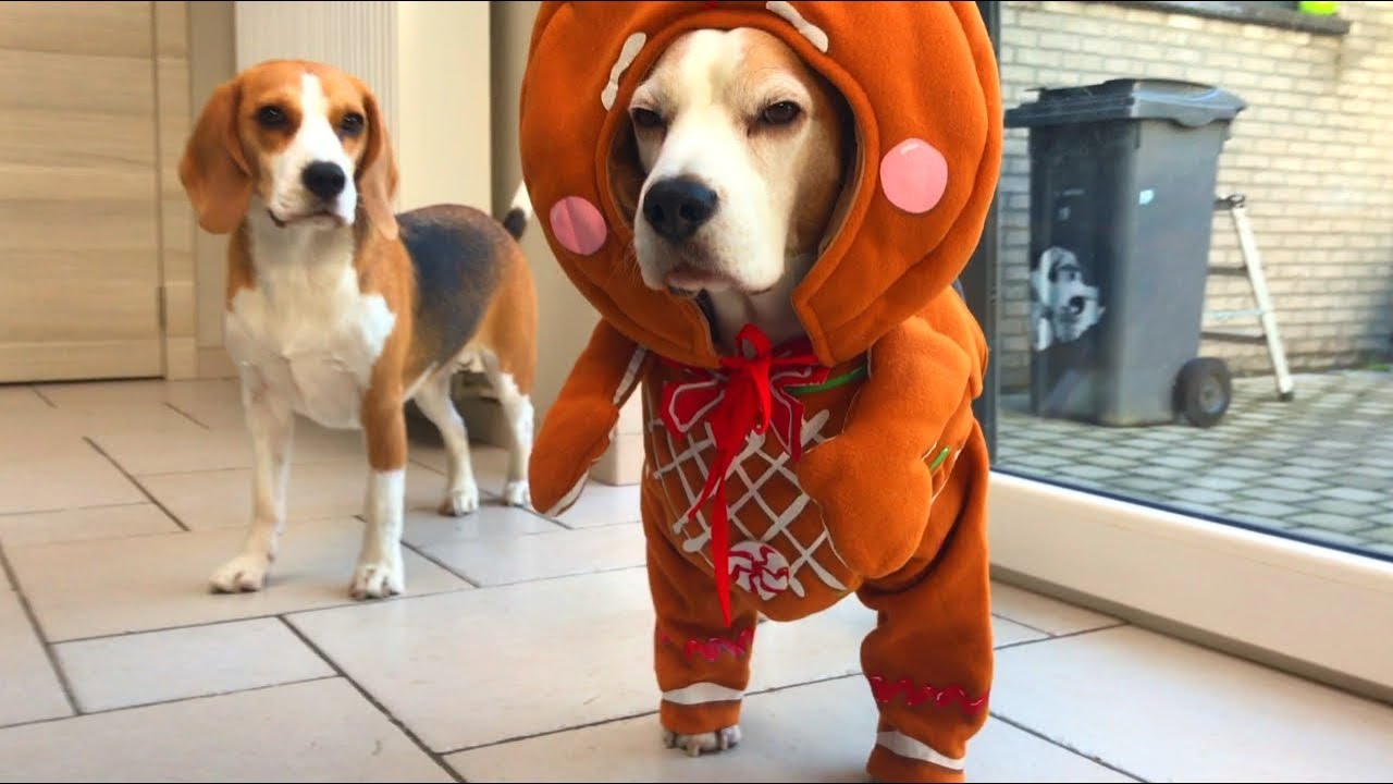 TOP 10 BEST CHRISTMAS DOG OUTFITS 