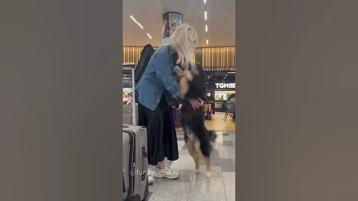 Puppy love #funny #pet #dog #dogs #fouryou  #funnydog   #cute #doglove #dogfunny  #cutedog  #doggo