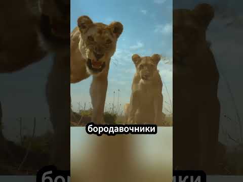 Львы охотятся на бородавочников – но есть ли у них план побега? 🦁🐗 #природа