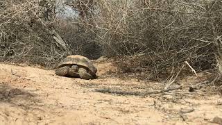 Natural Views of Desert Tortoise Emerged from Brumation Slow Rise Sunset Park Nevada #springtime by WeekendFrontier 302 views 3 months ago 5 minutes, 11 seconds
