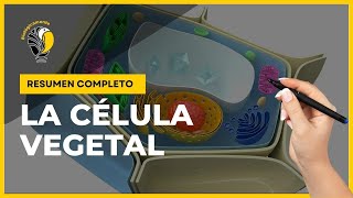 CELULA VEGETAL - Partes y funciones 😀