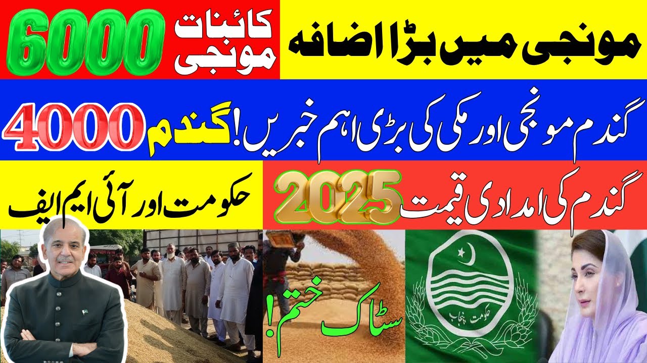 Wheat Price in Punjab | گندم سپوٹس پرائس 2025 | Wheat Support Price ...