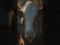 Beautiful Cow Good Short Video